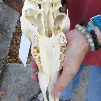 10" African Impala Skull with 18" Horns - $105