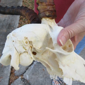 10" African Impala Skull with 18" Horns - $105