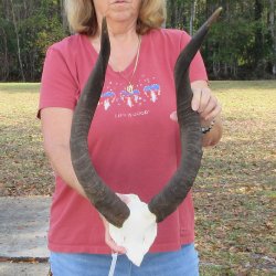 Nyala Skull Plate with 22 & 23" Horns - $80