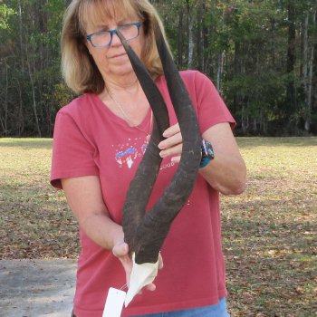Nyala Skull Plate with 22 & 23" Horns - $80