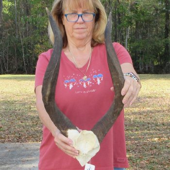 Nyala Skull Plate with 22 & 23" Horns - $80