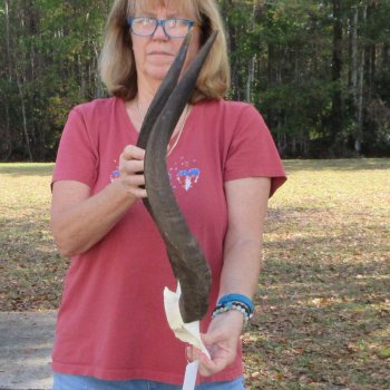 Nyala Skull Plate with 22 & 23" Horns - $80