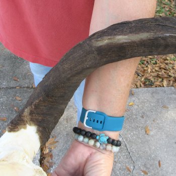 Nyala Skull Plate with 22 & 23" Horns - $80