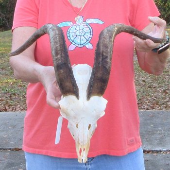 African Goat Skull with 18 inch horns for $140