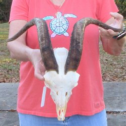 African Goat Skull ...