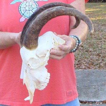 African Goat Skull with 18 inch horns for $140