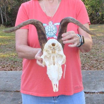 African Goat Skull with 18 inch horns for $140