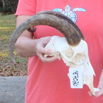 African Goat Skull with 18 inch horns for $140