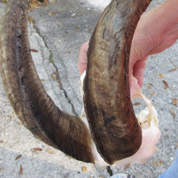 African Goat Skull with 18 inch horns for $140