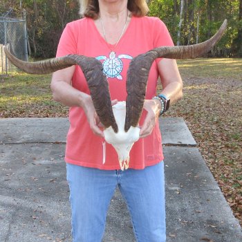 African Goat Skull with 28 inch horns for $140