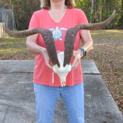 African Goat Skull ...