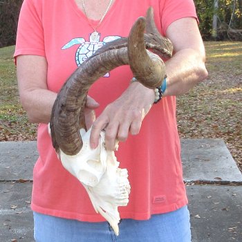 African Goat Skull with 28 inch horns for $140