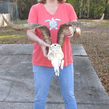 African Goat Skull with 28 inch horns for $140