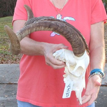 African Goat Skull with 28 inch horns for $140