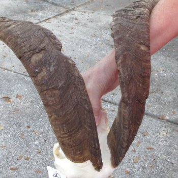 African Goat Skull with 28 inch horns for $140
