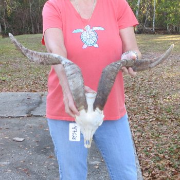 African Goat Skull with 24 inch horns for $140