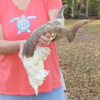 African Goat Skull with 24 inch horns for $140