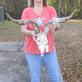 African Goat Skull with 24 inch horns for $140