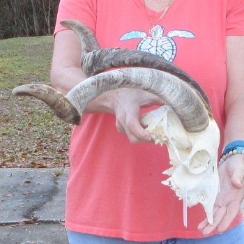 African Goat Skull with 24 inch horns for $140