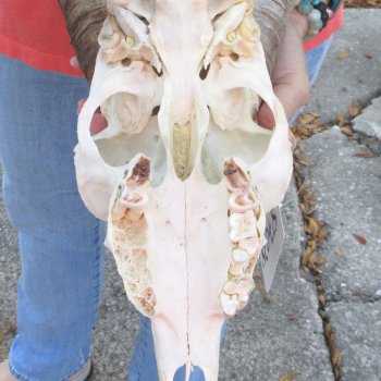 African Goat Skull with 24 inch horns for $140