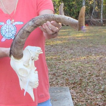 African Goat Skull with 26 inch horns for $140