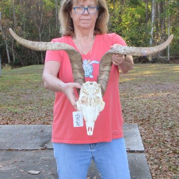 African Goat Skull with 26 inch horns for $140