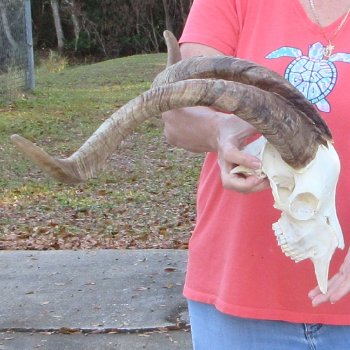 African Goat Skull with 26 inch horns for $140