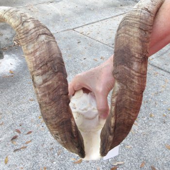 African Goat Skull with 26 inch horns for $140