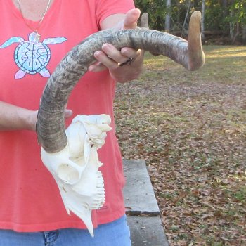African Goat Skull with 27-3/4 inch horns for $140