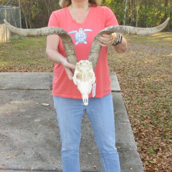 African Goat Skull with 27-3/4 inch horns for $140