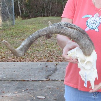 African Goat Skull with 27-3/4 inch horns for $140