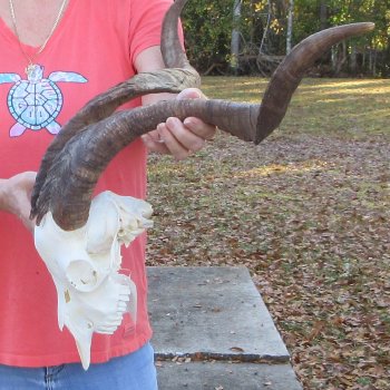 African Goat Skull with 27 inch horns for $140