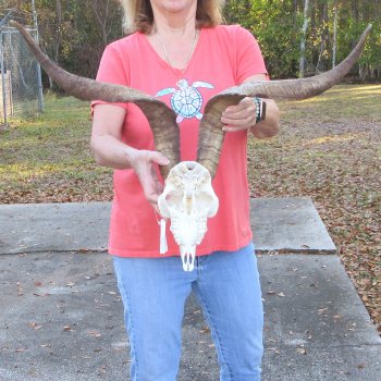 African Goat Skull with 27 inch horns for $140