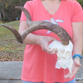 African Goat Skull with 27 inch horns for $140