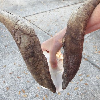 African Goat Skull with 27 inch horns for $140