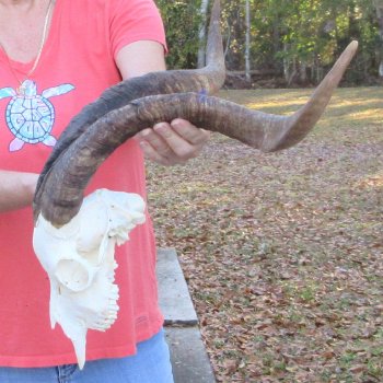 African Goat Skull with 24-1/2 inch horns for $140