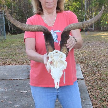 African Goat Skull with 24-1/2 inch horns for $140