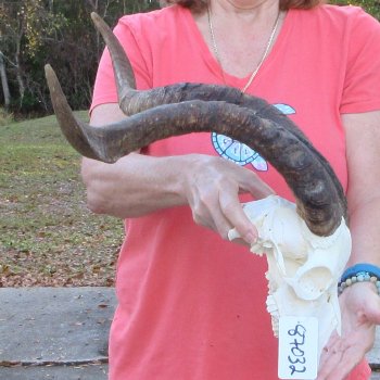 African Goat Skull with 24-1/2 inch horns for $140