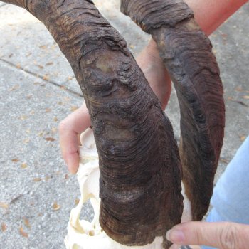 African Goat Skull with 24-1/2 inch horns for $140