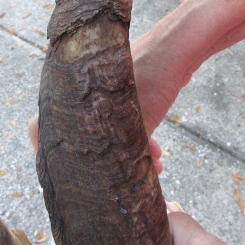 African Goat Skull with 24-1/2 inch horns for $140