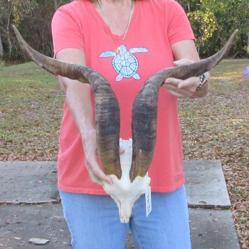 African Goat Skull with 25-1/2 inch horns for $140