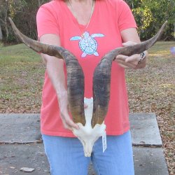 African Goat Skull ...