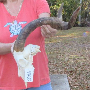 African Goat Skull with 25-1/2 inch horns for $140