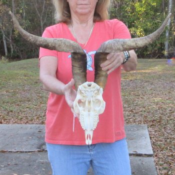 African Goat Skull with 25-1/2 inch horns for $140