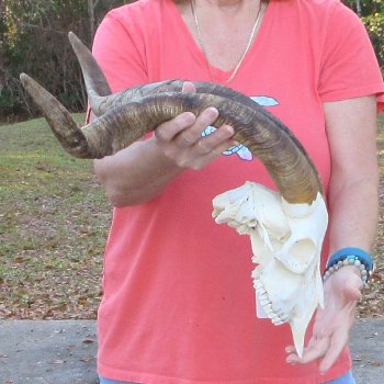 African Goat Skull with 25-1/2 inch horns for $140