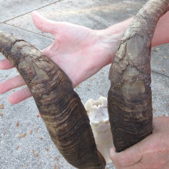 African Goat Skull with 25-1/2 inch horns for $140