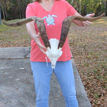African Goat Skull with 28 inch horns for $140