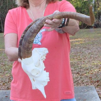 African Goat Skull with 28 inch horns for $140