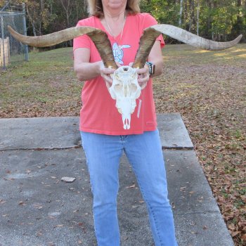 African Goat Skull with 28 inch horns for $140