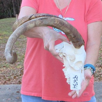 African Goat Skull with 28 inch horns for $140